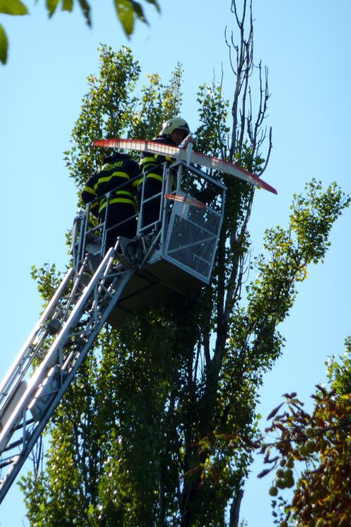 Vyproštění a naložení